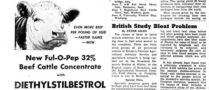 Growth promotant use in beef cattle was introduced in 1954, and today has widespread acceptance in North 
America. But is the tide turning?