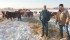 Cattle swath graze on the Hunt farm near Flatbush, Alta. | Mary MacArthur photo