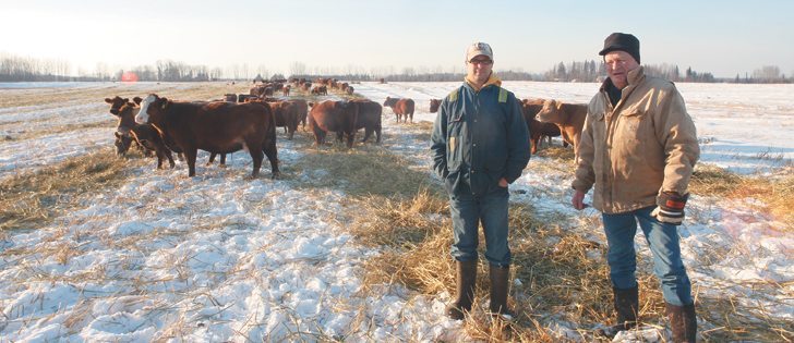 Cattle swath graze on the Hunt farm near Flatbush, Alta. | Mary MacArthur photo