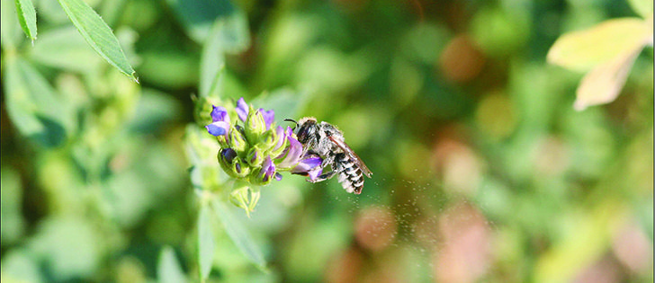 Leafcutters are more efficient pollinators for alfalfa than the more popular honeybee.  |  USDA photo