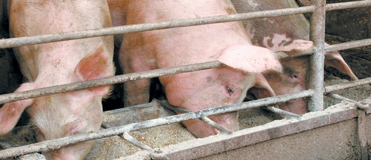 The ractopamine feed additive has been banned by some countries, which has prompted some Canadian hog producers to discontinue its use.  |  File Photo