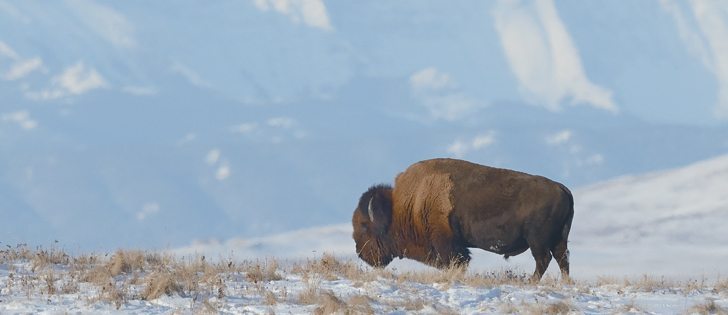 There appears to be no advantage to feeding bison the same high grain diet as cattle, says University of Saskatchewan researcher Greg Penner. | Mike Sturk photo
