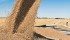 Thanks to a bumper crop Saskatchewan Crop Insurance Corp. projects a surplus of $308.4 million. | File photo
