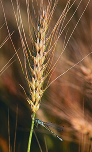 Projecting what a crop needs for its major nutrients is critical to maximizing yields.  |  Michael Raine photo