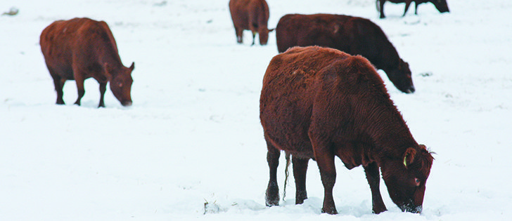 Swath grazing can be cost effective but producers need to ensure cattle find enough food.  |  File photo