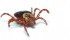 For the last 10 years, scientists have been looking for a genetic link ex-pressing resistance to commonly used treatments against a form of tick that causes anemia, reduced growth and potential deaths. | File photo