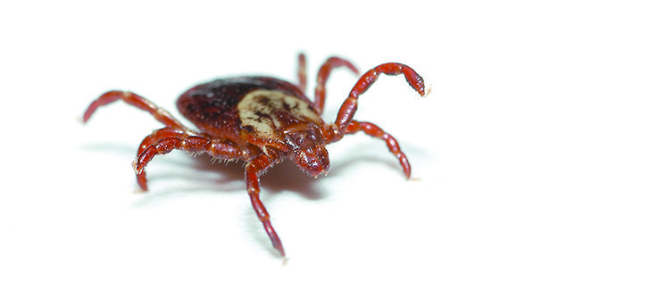 For the last 10 years, scientists have been looking for a genetic link ex-pressing resistance to commonly used treatments against a form of tick that causes anemia, reduced growth and potential deaths. | File photo