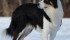 Neiko, an Australian Shepherd owned by the Irvine family of Quick, B.C., went missing July 5. | Irvine family photo