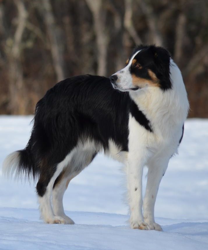Neiko, an Australian Shepherd owned by the Irvine family of Quick, B.C., went missing July 5. | Irvine family photo