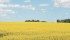 There has been a seismic shift in agronomic philosophy at the Canola Council of Canada.
A group that once preached sticking to longer rotations now suggests that growing canola once every two years might not be a bad idea. | File photo