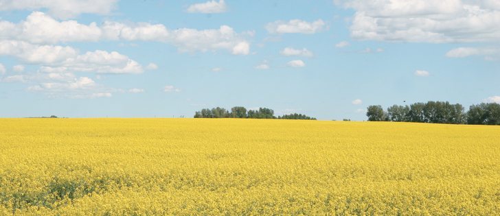 There has been a seismic shift in agronomic philosophy at the Canola Council of Canada.
A group that once preached sticking to longer rotations now suggests that growing canola once every two years might not be a bad idea. | File photo