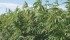 Hemp producers say many of the original concerns about the crop, such as it being a potential home for secret marijuana plants, have never materialized. | File photo