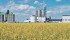 The Canola Council of Canada has set goals for increased production, yields exports and domestic crush. | file photo