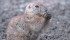 Black-tailed prairie dogs have unique communication skills that researchers are starting to reinterpret. | Jeff Vanuga\USDA Photo