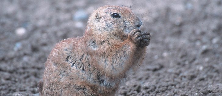 Black-tailed prairie dogs have unique communication skills that researchers are starting to reinterpret.  |  Jeff Vanuga\USDA Photo