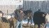 Volunteer firefighter, farmer, cattle producer and STARS supporter Dan Lorenz examines pregnant cows on his Raymore, Sask., farm. | Karen Briere photo