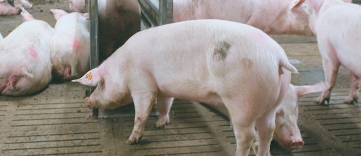 Sows in the Netherlands must be housed in open barns. The European Union legislation says they should be released from breeding pens 28 days after artificial insemination but Dutch law requires them to be released after four days. These young females were being raised at the Swine Innovation Centre at Serskel.  |  Barbara Duckworth photo
