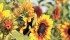 North Dakota sunflower growers planted fewer acres last year, which has created a shortfall and increased prices. | File photo