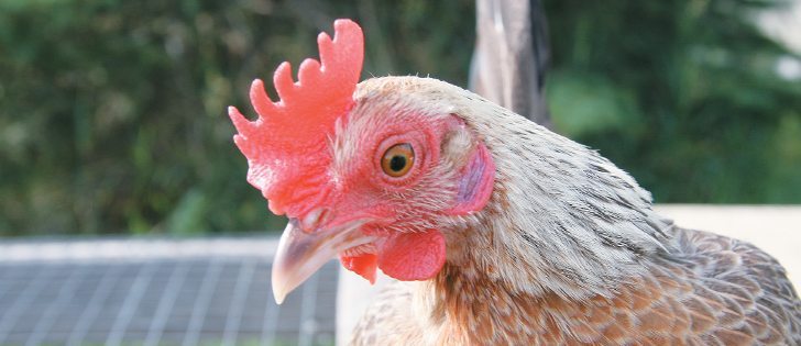 Mortality rates on chicken farms could rise following new regulations on the use of antibiotics.   |  file photo