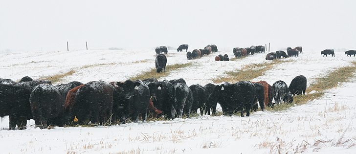 Young calves at Wray Ranch at Irricana are fed by swath grazing.  |  Mary Macarthur photo