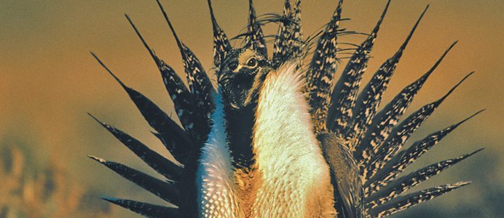 A federal order to protect sage grouse populations in Alberta and Saskatchewan has been challenged in court by the oil and gas industry.  |  File photo