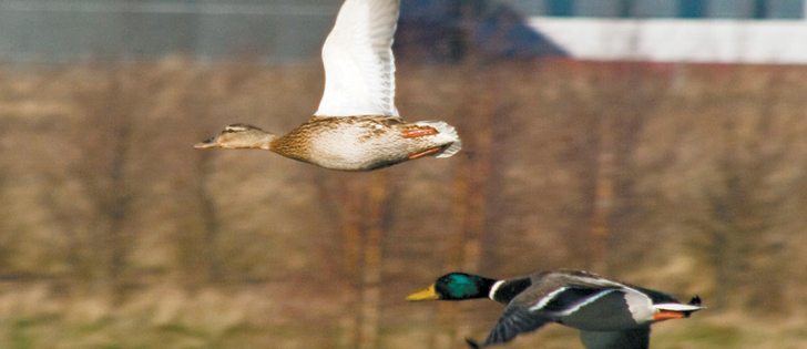 The number of duck deaths caused by collisions with power lines in southern Alberta has prompted an investigation.  |  Martin L Photo/ www.flickr.com/creativecommons/