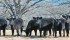 A group of heifers from Trausch Farms near Carroll, Iowa, show the traits cultivated in club calves. The bloodlines of these heifers are the same ones that topped the show at the 2013 Calgary Stampede. | Photo courtesy of Ray Gonnet