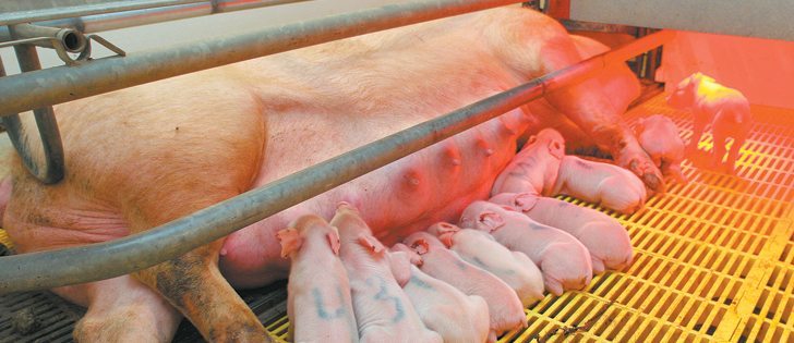 Porcine epidemic diarrhea causes dehydration and can lead to death. The virus poses the greatest risk to piglets.  |  File photo