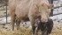 Calves born in the first 21 days of the calving period are heavier when weaned at the end of the year. | File photo