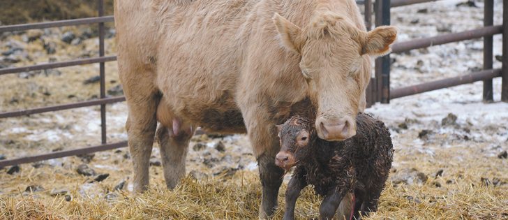 Calves born in the first 21 days of the calving period are heavier when weaned at the end of the year.  |  File photo