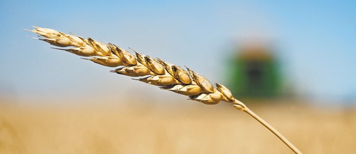 An Agriculture Canada official says the government has increased funding in wheat breeding research and has formed collaborative initiatives with industry players to stay competitive.  |  File photo