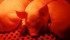 Porcine epidemic diarrhea virus has not been reported in western Canadian hog operations, but has been discovered in 11 hog barns in Ontario as of Feb. 10. | File photo