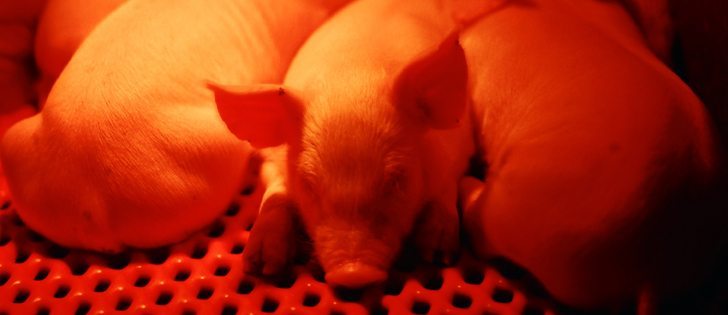 Porcine epidemic diarrhea virus has not been reported in western Canadian hog operations, but has been discovered in 11 hog barns in Ontario as of Feb. 10.  |  File photo