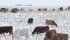 The North American cattle herd is the smallest in decades, and if herd expansion does not begin soon, there will be more consolidation in the feedlot and packing industries. | File photo