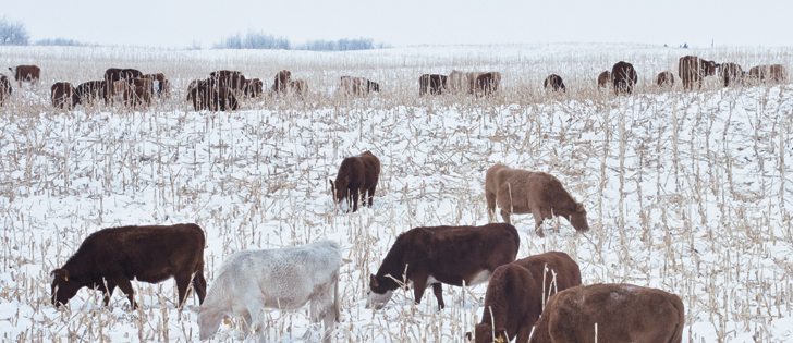 The North American cattle herd is the smallest in decades, and if herd expansion does not begin soon, there will be more consolidation in the feedlot and packing industries.  |  File photo