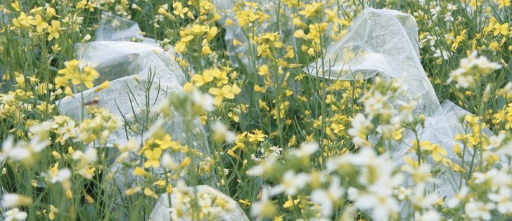 Proposed amendments to the Plant Breeders’ Rights Act will increase investment in research and pose no additional royalty costs for producers, says the author.  |  File photo