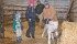 Siblings Hinton, left, Halle and Hunter Herback help a newborn Charolais calf stand up in the birthing barn, as their father, Velon, looks on. | Karen Morrison photo