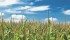 The French government has drafted a law prohibiting GM corn despite a court ruling saying it poses no environmental or health risks. | File photo