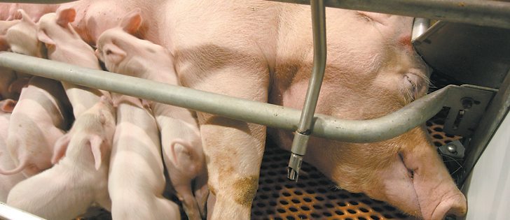 Hundreds of thousands of doses of a vaccine developed for porcine epidemic diarrhea have been administered but have failed to control the virus in the United States.  |  File photo