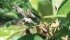 Fire blight is a disease of fruit trees and shrubs, including apple, pear, sour cherry and saskatoon. It is caused by a bacterial infection and spreads from plant to plant through rain, wind, hail and insects. | Source: Cornell University