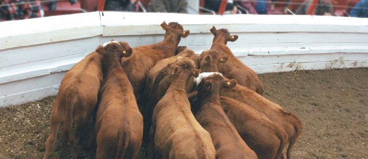 Animal welfare experts say many older auction facilities were not designed for efficient flow of livestock. |  Photo illustration