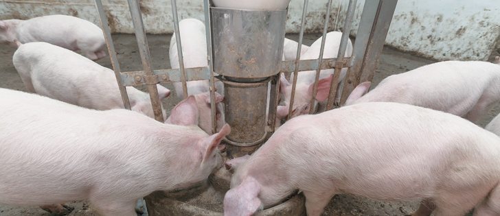 Relying on just weight when mixing feed can create a high variability in nutrients and vitamins between samples.  | File photo