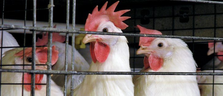 Ducks and other wild waterfowl are hosts of avian influenza viruses and pose a risk to domestic birds.
|  Jamie Rothenburger photo