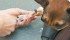 Research institutions must pass requirements outlined by the Canadian Council on Animal Care. | File photo