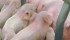 Details on the U.S. herd and impact of PED will be detailed in the USDA Hogs and Pigs Report, which may spark a further price rally. | File photo