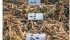 Wheat agronomist Phil Needham has seen plants per yard of row vary from 20 in one row to 50 in the next row. In this example, three neighbouring rows have counts of 24, 48 and 42 plants per yard. The impact on yield is disastrous. | Phil Needham photo