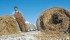 Percy Waterhouse checks hay bales that show damage caused by elk. | William DeKay photo
