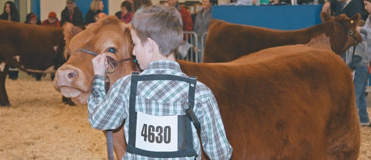 Hayes Mealing from the Moose Jaw 4-H Beef Club and Fred, his Angus cross steer, go eye-to-eye during their class at the Regina Spring Steer and Heifer Show March 9.  |  Karen Briere photo