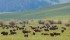 The Canadian Bison Association estimates the national herd at 150,000 head but plans a census this year. | File photo
