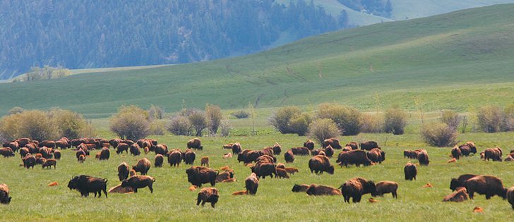 The Canadian Bison Association estimates the national herd at 150,000 head but plans a census this year. | File photo